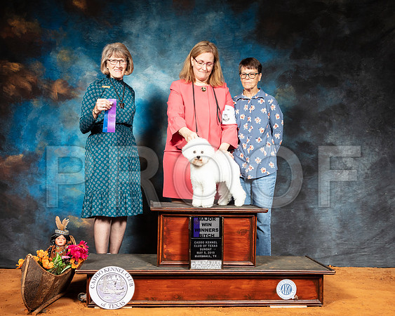 Bichon Frise #8 Sun WB Maj Judge Nancy Simmons-SSR_7168-Mrshl2019-HR3