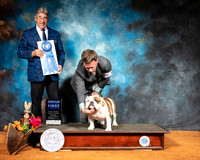 Bulldog #5 Sun G1 Judge FILIBERTO ARNIELLA