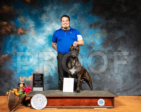 Cane Corso #7 Sun OHG4-SSR_7244-Mrshl2019-HR3