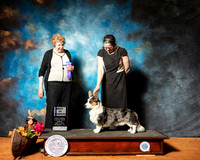 Cardigan Welsh Corgi #9 Sun BOW Judge Laurie Telfair