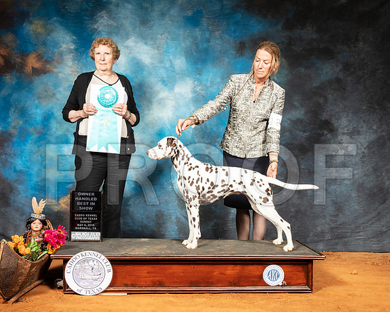 Dalmatian #12 Sun OHBIS Judge Laurie Telfair-SSR_7361-Mrshl2019-HR3