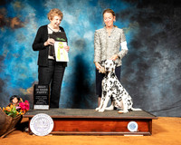 Dalmatian #6 Sun PBIS Judge Laurie Telfair