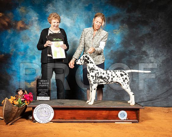 Dalmatian #6 Sun PBIS Judge Laurie Telfair-SSR_7082-Mrshl2019-HR3