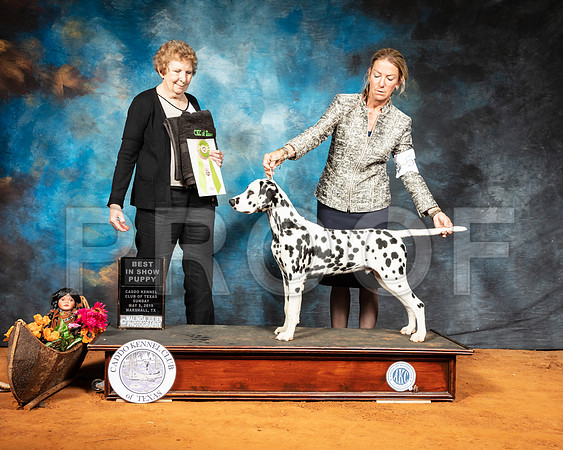 Dalmatian #6 Sun PBIS Judge Laurie Telfair-SSR_7084-Mrshl2019-HR3
