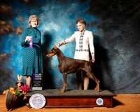 Doberman Pinscher #10 Sun WB NCh Judge Nancy Simmons