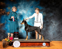 Doberman Pinscher #6 BOS Sun Judge Nancy Simmons
