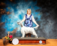 English Setter Sun