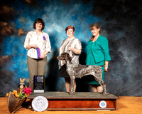 German Shorthaired Pointer #10 Sun WB Maj Judge Danelle Brown