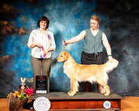 Golden Retriever #19 Sun Judge Danelle Brown
