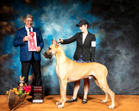 Great Dane #5 Sun G2 Judge FILIBERTO ARNIELLA