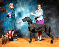 Great Dane #9 Sun WD Judge Nancy Simmons