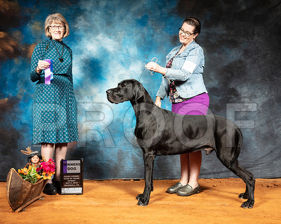 Great Dane #9 Sun WD Judge Nancy Simmons-SSR_7070-Mrshl2019-HR3