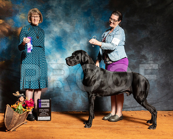 Great Dane #9 Sun WD Judge Nancy Simmons-SSR_7071-Mrshl2019-HR3