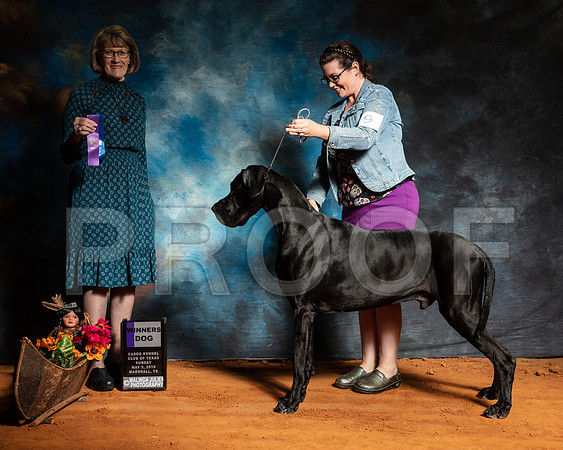 Great Dane #9 Sun WD Judge Nancy Simmons-SSR_7073-Mrshl2019-HR3