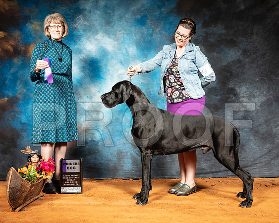 Great Dane #9 Sun WD Judge Nancy Simmons-SSR_7074-Mrshl2019-HR3