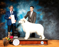 Great Pyrenees #5 Sun G4 Judge FILIBERTO ARNIELLA