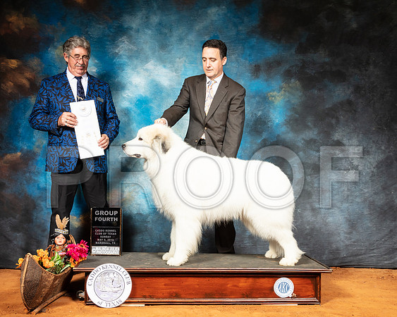 Great Pyrenees #5 Sun G4 Judge FILIBERTO ARNIELLA-SSR_7246-Mrshl2019-HR3