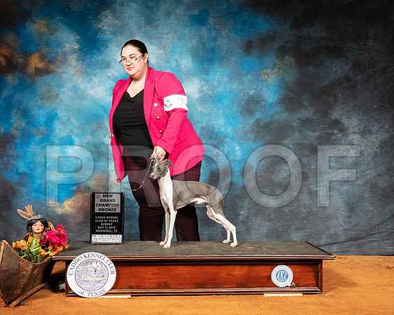 Italian Greyhound #7 Sun GrChBronze-SSR_7061-Mrshl2019-HR3