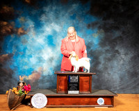 Japanese Chin #5  BOW Judge Richard Albee