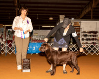 Labrador Retriever #12 Sun BOW NCh Judge Danelle Brown