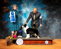 Miniature American Shepherd #10 Sun G1 Judge Nancy Simmons