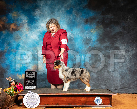 Miniature American Shepherd #16 Sun GrCh Judge FILIBERTO ARNIELLA-SSR_7053-Mrshl2019-HR3