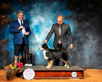 Miniature American Shepherd #9 Sun BOS NCh Judge FILIBERTO ARNIELLA