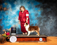 Miniature American Shepherd #14 Sun WB Judge FILIBERTO ARNIELLA