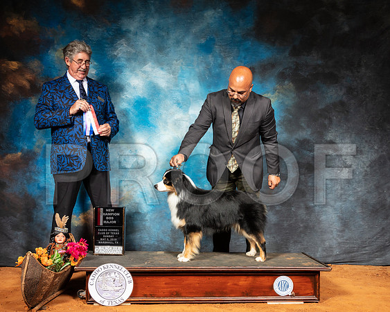 Miniature American Shepherd #9 Sun BOS NCh Judge FILIBERTO ARNIELLA-SSR_7215-Mrshl2019-HR3