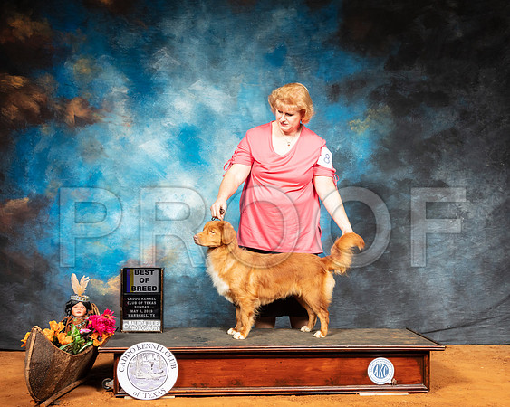 Nova Scotia Duck Tolling Retriever #8 Sun BOB-SSR_7099-Mrshl2019-HR3