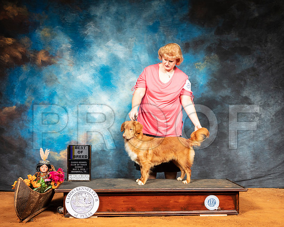 Nova Scotia Duck Tolling Retriever #8 Sun BOB-SSR_7101-Mrshl2019-HR3