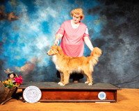 Nova Scotia Duck Tolling Retriever #8 Sun Custom