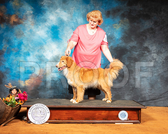 Nova Scotia Duck Tolling Retriever #8 Sun Custom-SSR_7077-Mrshl2019-HR3