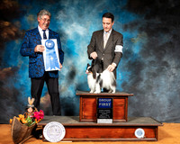 Papillon #18 Sun G1 Judge FILIBERTO ARNIELLA