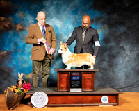 Pembroke Welsh Corgi #18 Sun BOS Judge Dr Gareth Morgan Jones