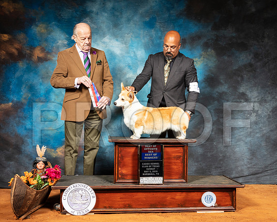 Pembroke Welsh Corgi #18 Sun BOS Judge Dr Gareth Morgan Jones-SSR_7106-Mrshl2019-HR3