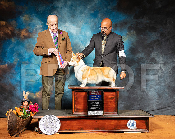 Pembroke Welsh Corgi #18 Sun BOS Judge Dr Gareth Morgan Jones-SSR_7108-Mrshl2019-HR3