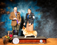Pembroke Welsh Corgi #19 Sun WD Judge Dr Gareth Morgan Jones