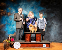Pomeranian #9 Sun BOW Judge Richard Albee