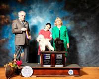 Poodle #11 #8 Sun WD BOB Judge Richard Albee