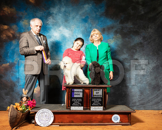 Poodle #11 #8 Sun WD BOB Judge Richard Albee-SSR_7257-Mrshl2019-HR3