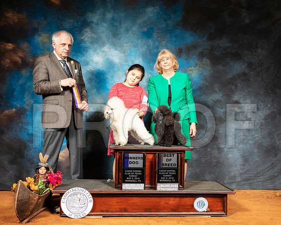 Poodle #11 #8 Sun WD BOB Judge Richard Albee-SSR_7258-Mrshl2019-HR3