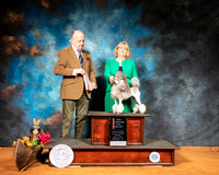 Poodle #6 Sun BOS Judge Dr Gareth Morgan Jones