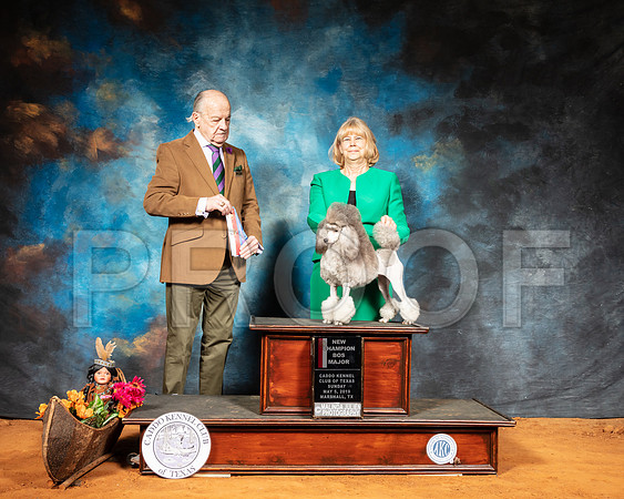 Poodle #6 Sun BOS Judge Dr Gareth Morgan Jones-SSR_7286-Mrshl2019-HR3