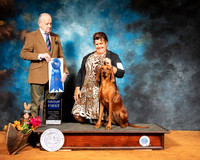 Redbone Coonhound #6 Sun G1 Judge Dr Gareth Morgan Jones