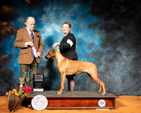 Rhodesian Ridgeback #6 Sun BOS NCh Judge Dr Gareth Morgan Jones