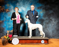 Saluki #6 Sun OHG1 Judge Laurie Telfair