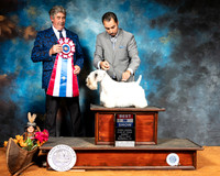 Sealyham Terrier #6 Sun BIS Judge FILIBERTO ARNIELLA