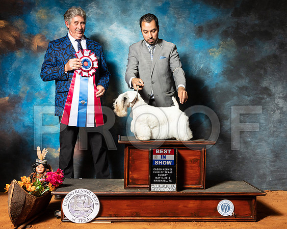 Sealyham Terrier #6 Sun BIS Judge FILIBERTO ARNIELLA-SSR_7352-Mrshl2019-HR3