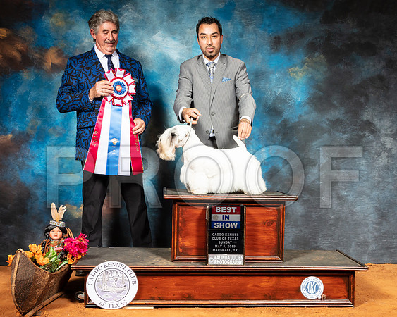 Sealyham Terrier #6 Sun BIS Judge FILIBERTO ARNIELLA-SSR_7353-Mrshl2019-HR3